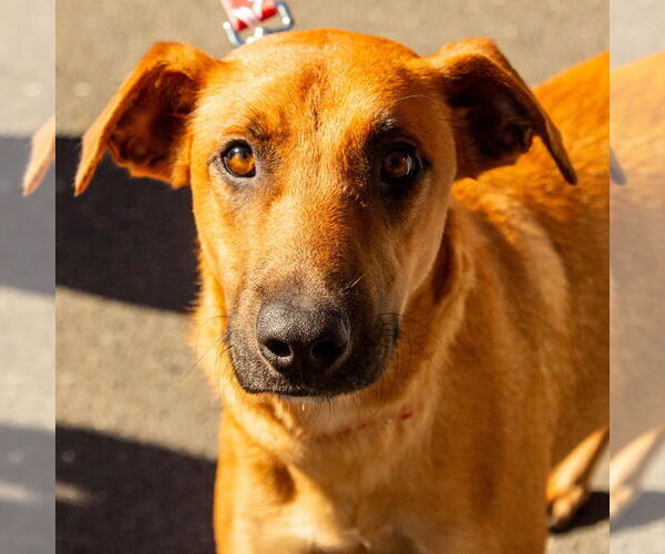 Medium Photo #5 Mutt Puppy For Sale in Canton, CT, USA