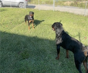 Father of the Rottweiler puppies born on 05/07/2026