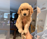 Puppy Molly Goldendoodle