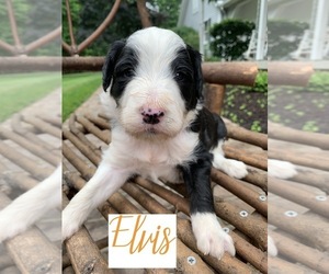 Bordoodle Puppy for sale in CRESTON, OH, USA