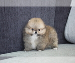 Small Photo #3 Pomeranian Puppy For Sale in SAN FRANCISCO, CA, USA