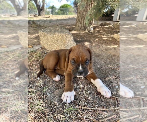 Medium Photo #12 Boxer Puppy For Sale in ESPANOLA, NM, USA