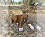 Small Photo #33 Boxer Puppy For Sale in ESPANOLA, NM, USA