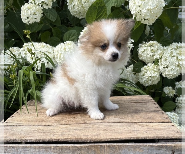 Medium Photo #4 Pomeranian Puppy For Sale in MIDDLEBURY, IN, USA