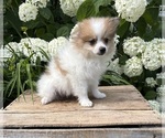 Small #3 Pomeranian
