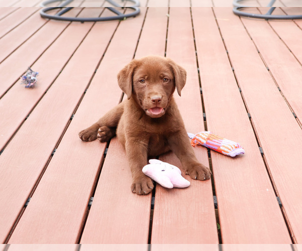 Medium Photo #2 Labrador Retriever Puppy For Sale in SYRACUSE, IN, USA
