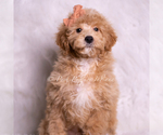Puppy Gelato Goldendoodle (Miniature)