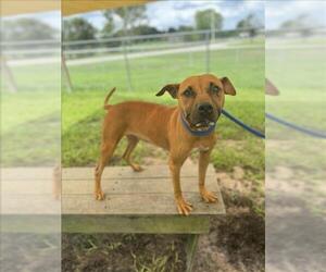 American Pit Bull Terrier Dogs for adoption in Vero Beach, FL, USA