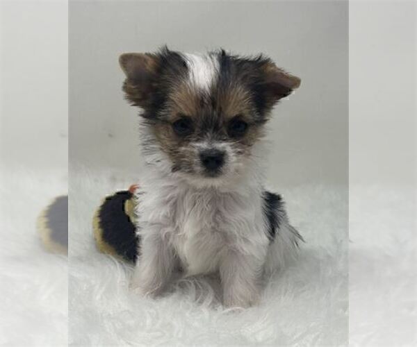 Medium Photo #3 Yorkshire Terrier Puppy For Sale in DELRAY BEACH, FL, USA