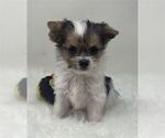 Small #2 Yorkshire Terrier
