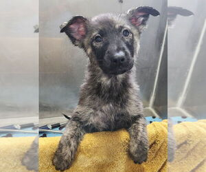 Mutt Dogs for adoption in Walnutport, PA, USA