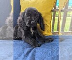 Small #4 Cock-A-Poo-Cocker Spaniel Mix