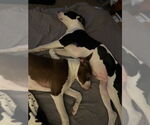 Small #12 American Staffordshire Terrier-Collie Mix