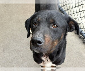 American Pit Bull Terrier-Unknown Mix Dogs for adoption in Tulsa, OK, USA