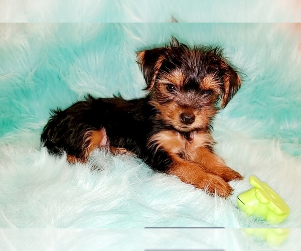 Medium Photo #1 Yorkshire Terrier Puppy For Sale in DENVER, CO, USA