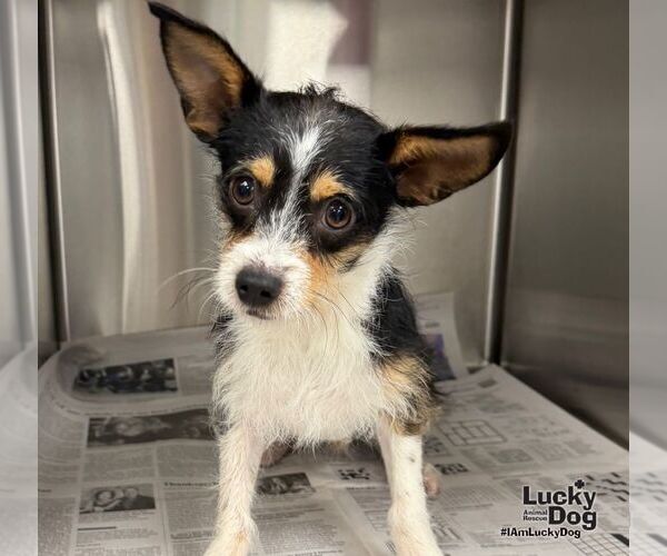 Medium Photo #1 Jack Chi Puppy For Sale in Washington, DC, USA