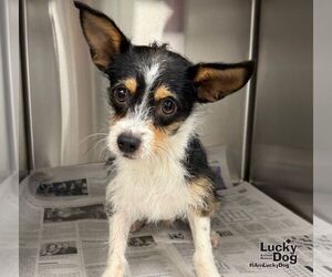Jack Chi Dogs for adoption in Washington, DC, USA
