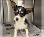 Small Jack Chi