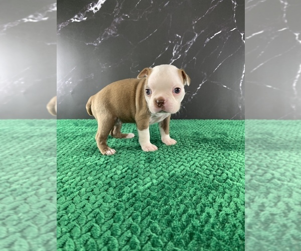Medium Photo #33 Boston Terrier Puppy For Sale in TULARE, CA, USA