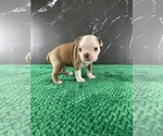 Small #32 Boston Terrier