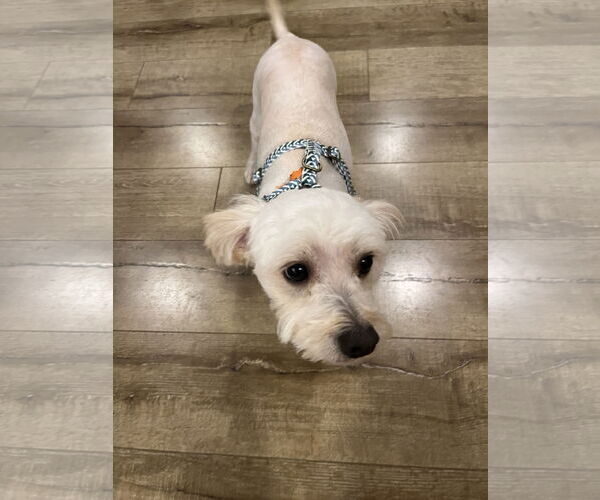 Medium Photo #3 Mutt Puppy For Sale in Menifee, CA, USA