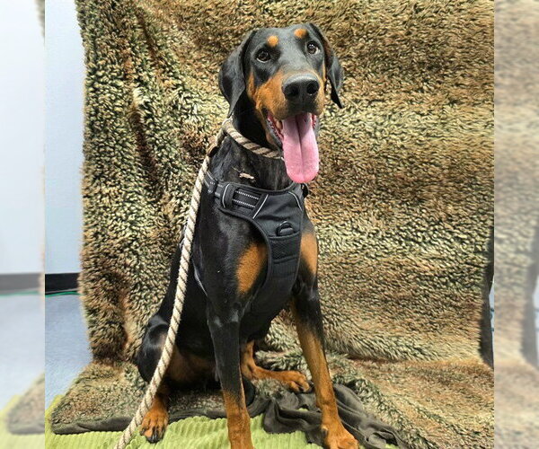 Medium Photo #2 Doberman Pinscher Puppy For Sale in Long Beach, CA, USA