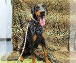 Small #1 Doberman Pinscher