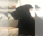 Small #2 Labrador Retriever Mix