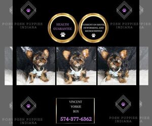 Medium Yorkshire Terrier