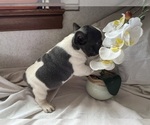 Small Photo #3 French Bulldog Puppy For Sale in SAINT CLAIR, MI, USA