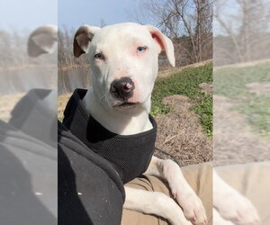 Snow - Female Bulldog-Labrador Retriever Mix Dog for Adoption - Photo #6