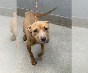 American Pit Bull Terrier-Unknown Mix Dogs for adoption in Las Vegas, NV, USA