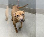 Small American Pit Bull Terrier Mix
