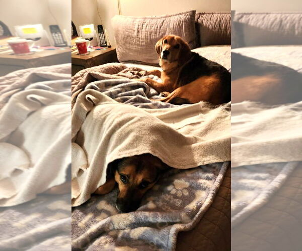 Medium Photo #8 Beagle-Unknown Mix Puppy For Sale in Arlington, VA, USA