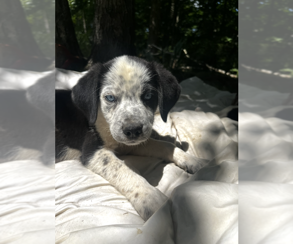 Medium Photo #2 Australian Shepherd-Unknown Mix Puppy For Sale in Aurora, IN, USA