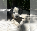 Small #1 Australian Shepherd Mix