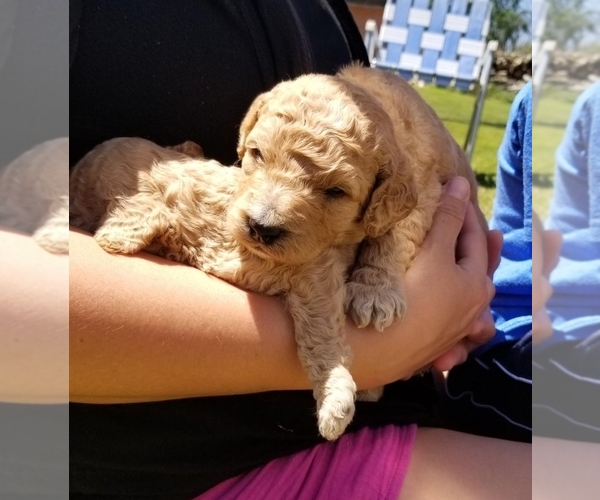 Medium Photo #2 Goldendoodle Puppy For Sale in LANNON, WI, USA