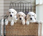 Small #1 Labrador Retriever