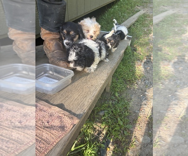 Medium Photo #16 Schweenie Puppy For Sale in BANNER ELK, NC, USA