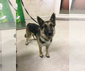 German Shepherd Dog Dogs for adoption in Riverside, CA, USA