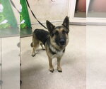 Small German Shepherd Dog