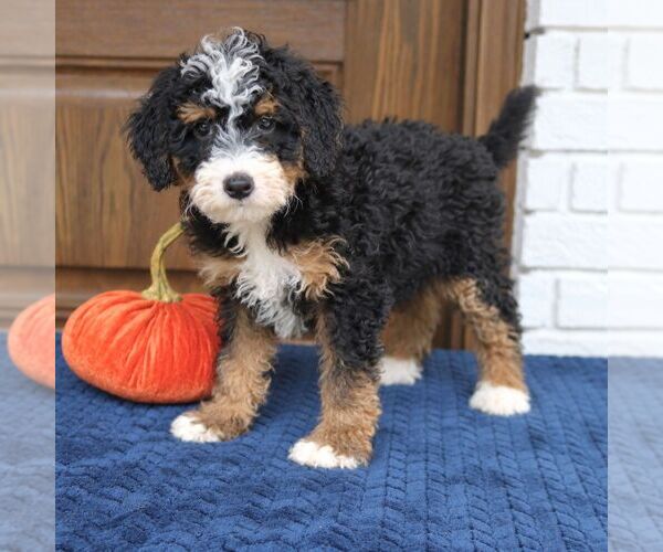 Medium Photo #2 Bernedoodle (Miniature) Puppy For Sale in NARVON, PA, USA