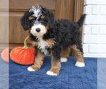 Shadow - Male Bernedoodle (Miniature) Puppy for Sale - Photo #2