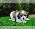 Small #2 ShihPoo