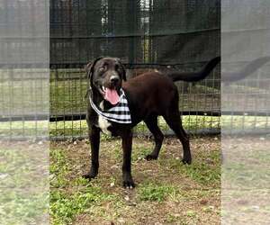 Nate - Male Mutt Dog for Adoption - Photo #3