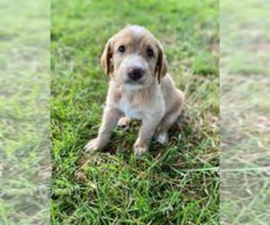 Labradoodle Puppy for Sale in ELIZABETH CITY, North Carolina USA