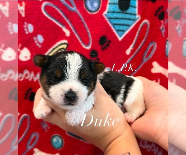 Medium Photo #1 Yorkshire Terrier Puppy For Sale in WINNSBORO, LA, USA