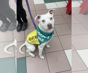 American Pit Bull Terrier-Unknown Mix Dogs for adoption in Rochester, NY, USA