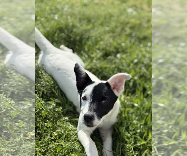 Medium Photo #3 Mutt Puppy For Sale in Yuba City, CA, USA