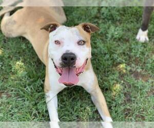 American Pit Bull Terrier Dogs for adoption in Riverside, CA, USA